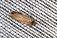 Scythris terrenella