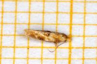 Bucculatrix ulmella