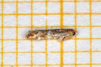 Cameraria ohridella
