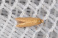 Tischeria