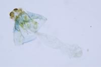 Tischeria