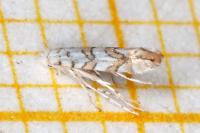 Phyllonorycter acerifoliella