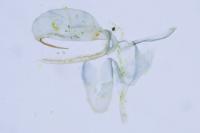 Phyllonorycter acerifoliella