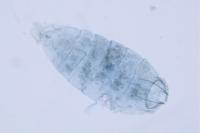 Leucoptera