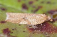 Acleris ferrugana/notana