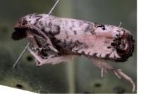Notocelia mediterranea
