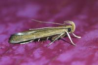 Helcystogramma lutatella