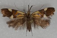 Alabonia geoffrella