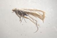 Coleophora striatipennella