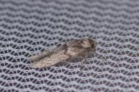 Blastobasis phycidella