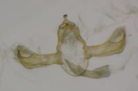 Blastobasis phycidella