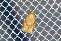Clepsis consimilana