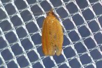 Clepsis consimilana
