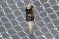 Trichophaga bipartitella