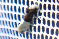 Trichophaga bipartitella