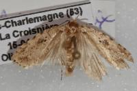 Agonopterix arenella