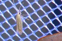 Coleophora