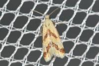 Aethes