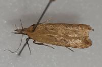 Dichomeris limosella
