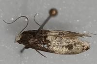 Trichophaga tapetzella