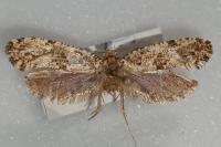 Morophaga choragella