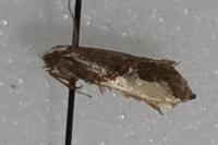 Monopis monachella