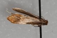 Tinea semifulvella