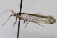 Coleophora anatipennella