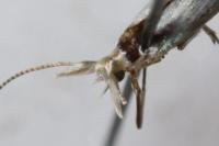 Coleophora anatipennella