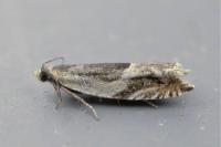 Ancylis badiana