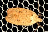 Agonopterix irrorata