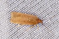 Helcystogramma triannulella