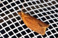 Clepsis consimilana