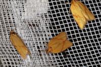 Clepsis pallidana