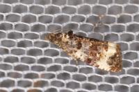 Endothenia