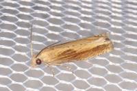 Eucosma obumbratana