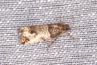 Notocelia incarnatana