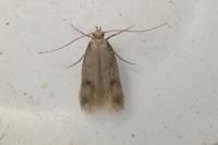 Borkhausenia nefrax