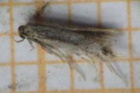 Elachista canapennella