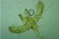 Elachista canapennella
