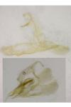 Apatema mediopallidum