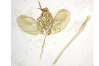 Ypsolopha