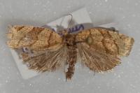 Pandemis cerasana