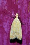 Acompsia schmidtiellus