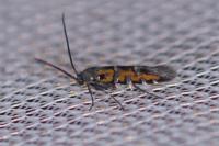 Heliodines roesella