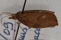 Pandemis heparana