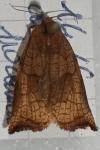 Archips podana