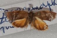 Cacoecimorpha pronubana