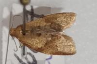 Clepsis consimilana