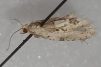 Epinotia bilunana